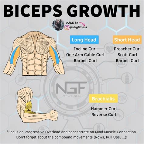How To Work All 3 Heads Of The Bicep at Peggy Bradley blog