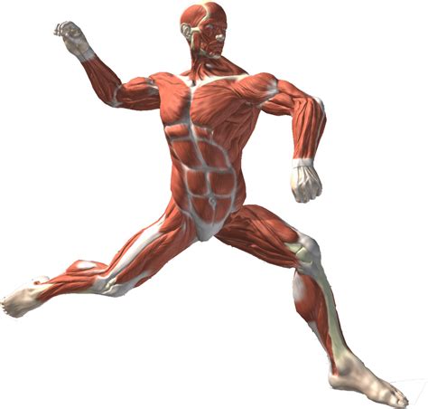 Most Important Muscles Used in Throwing a Baseball - TopVelocity