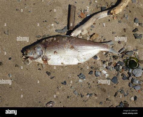 American gizzard shad hi-res stock photography and images - Alamy