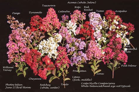A Complete List of Crape Myrtle Varieties - Crape Myrtle Trails of McKinney