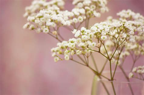 Baby Breath Wallpapers - Top Free Baby Breath Backgrounds - WallpaperAccess