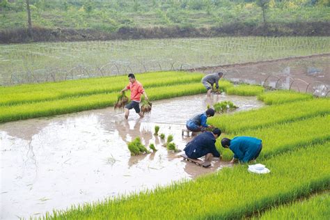 在水栽培农场的篮子里捡到新鲜有机蔬菜园农业促进健康食品高清图片下载-正版图片307154656-摄图网