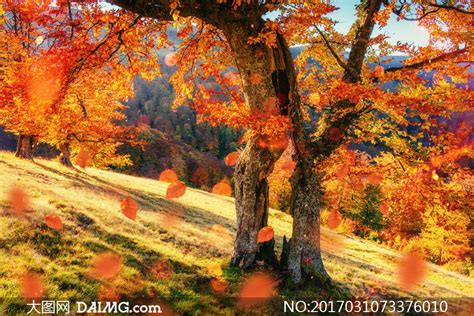 树林草地秋天自然风景摄影高清图片_大图网图片素材