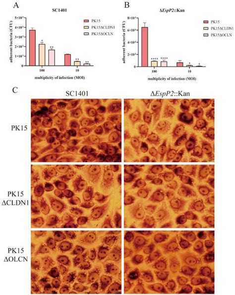 IJMS | April-2 2024 - Browse Articles