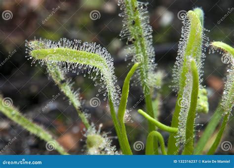 Sundew Plant with Sticky Mucilage To Catch Insects Stock Image - Image of rare, detail: 132316237