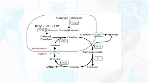 UREA CYCLE AND UREA CYCLE DISORDERS | PPTX