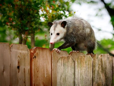 Preventing Potential Possum Problems