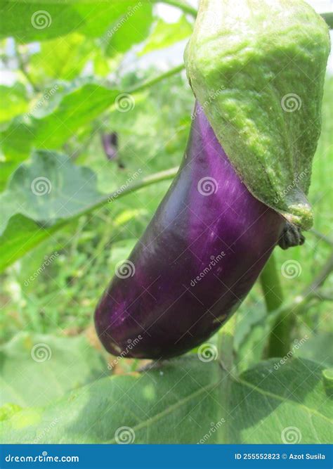 Eggplant Fruit Vegetable Plants that are Still Green on the Stems and ...