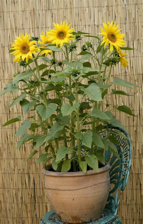 Sunflower Plants In Pots