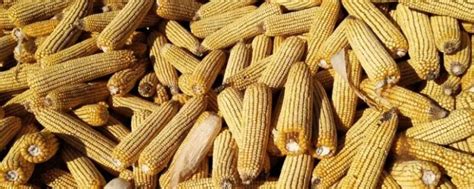 1663.25公斤！中国农科院团队刷新中国玉米亩产纪录