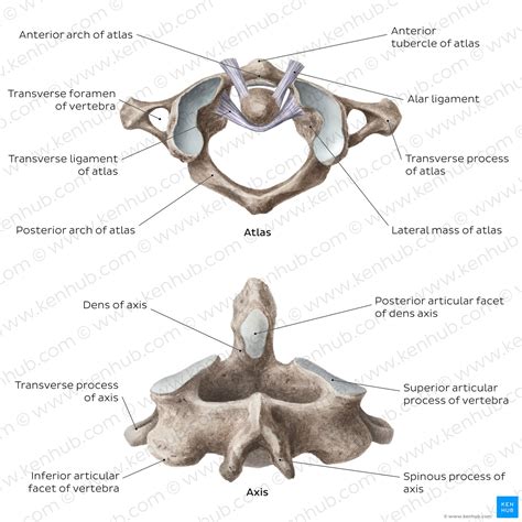 Axis Vertebra Superior View