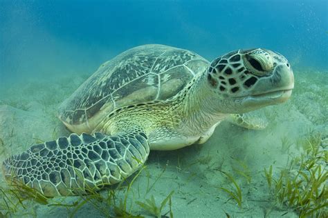 Sea Turtle Pictures For Kids - Infoupdate.org