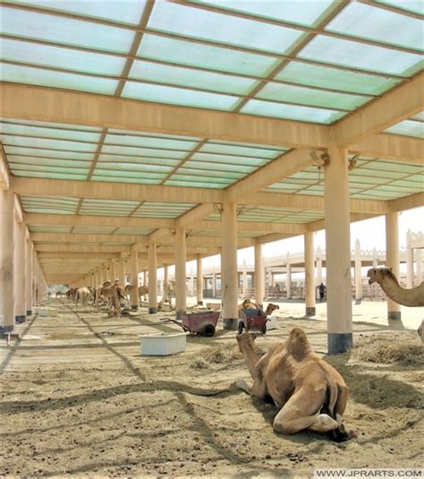 Royal Camel Farm In Bahrain - Best Photos And Videos.
