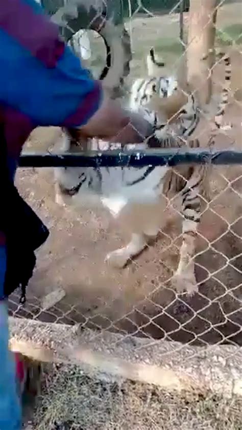 Mexico zoo worker attacked by tiger during feeding time
