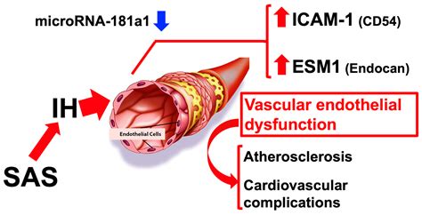 Possible Molecular Mechanisms of Hypertension Induced by Sleep Apnea Syndrome/Intermittent Hypoxia