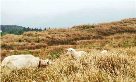 AI养羊 – 数农网 | 数字农业