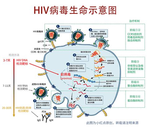艾滋前病毒DNA检测，新PAP核酸检测技术，7天排除_艾滋病试纸_艾测网
