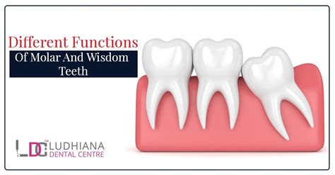 Wisdom Teeth Function 的图像结果