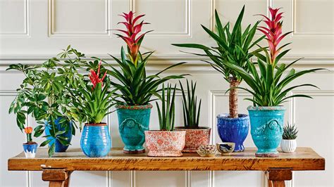 Indoor Flower Pots
