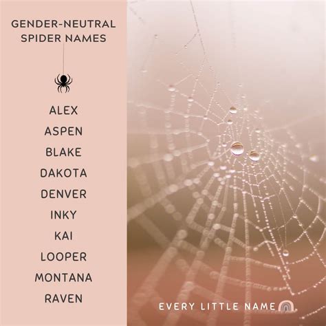 280+ Best Spider Names (Cool, Funny, and Cute) - Every Little Name