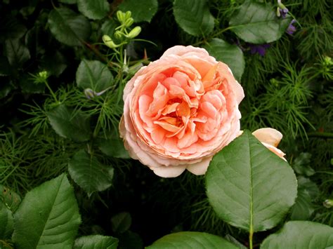"Abraham Darby" David Austin Rose | David austin roses, Austin rose, Rose