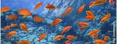 kffisch online kaufen aquarium zierfische kaufen die besten shops auf kffisch online kaufen aquarium zierfische kaufen die besten shops auf