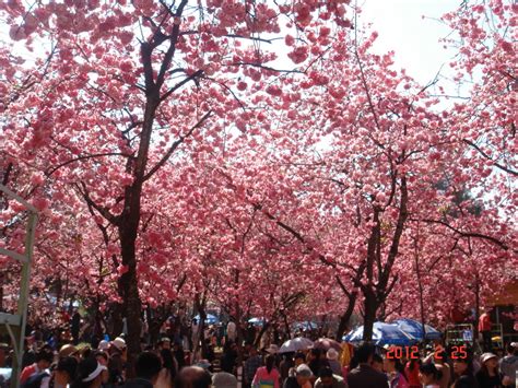 【南京樱花什么时候开】2019南京樱花节花期、时间、地点、门票 - 蚂蜂窝