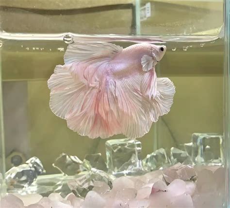 斗鱼什么礼物最多最新素材