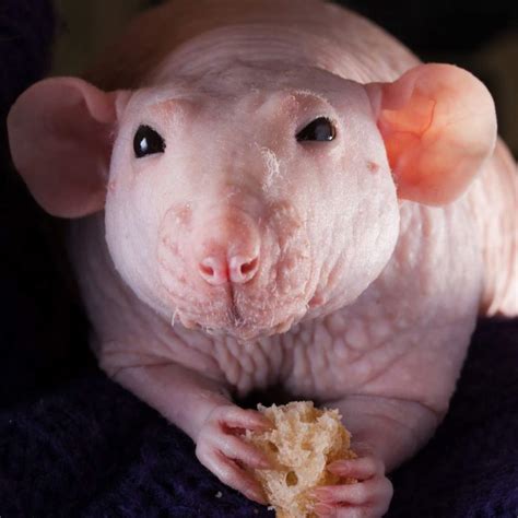 Soñar con ratas: ¿qué significa y cómo debemos interpretarlo?