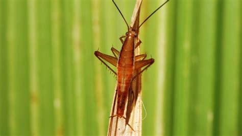 Top 10 New Species of 2010 | Fox News