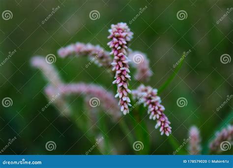 Seedhead of Persicaria Maculosa, Polygonum Persicaria, Lady S Thumb, Spotted Lady S Thumb ...