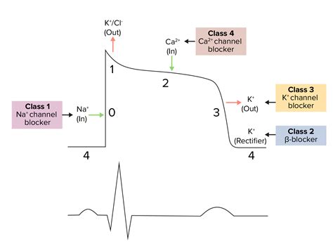 Class 3 Antiarrhythmic Drugs (Potassium Channel Blockers) | Concise ...