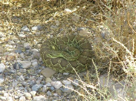 Wildlife Wednesday: Mojave Green Rattlesnake | Red Rock Canyon Las Vegas
