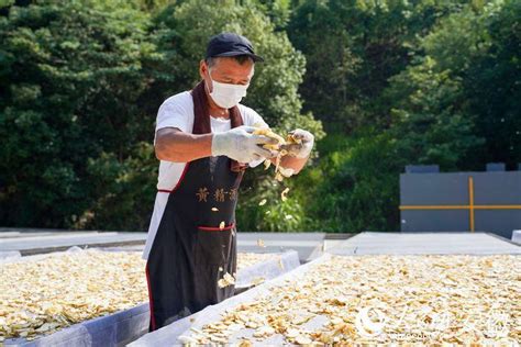 池州：九华黄精产业旺 发展走上快车道|池州|吴振东|池州市_新浪新闻