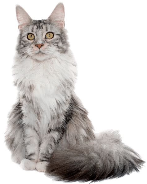 Veterinarian in Colorado Springs, CO | Airway Veterinary Hospital