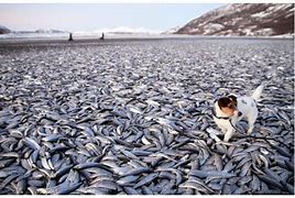 Image result for Dead fish in Ukraine