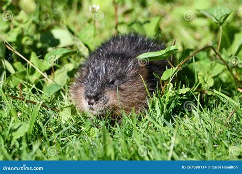 Close Up of a Cute Baby Muskrat Stock Photo - Image of edge, river ...