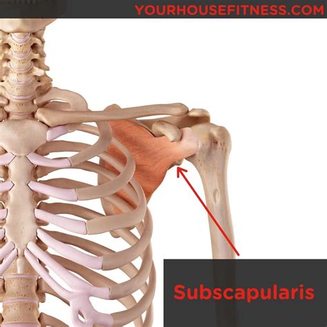 Image result for Subscapularis Muscle Function
