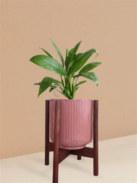 Buy Beautiful Indoor Flowering Plants Online At Greenkin