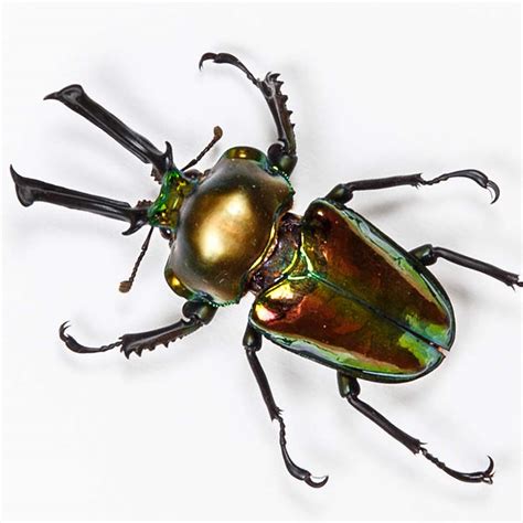 Rainbow Stag Beetle In Box Frame (Phalacrognathus muelleri)