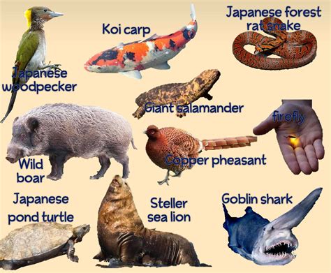 Animals from Japan: and photos - Animal Expert