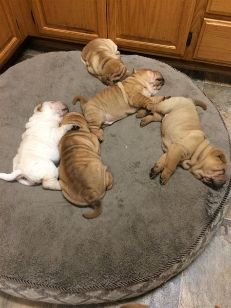 Chinese Shar Pei Puppies For Sale | Point Mugu, CA #248918