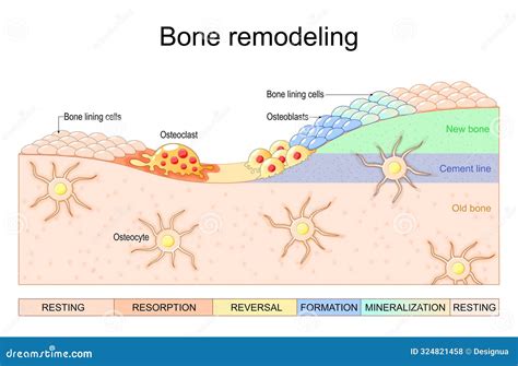 Bone Remodeling Process. Close-up of Osteoblasts, Osteoclast, Osteocytes Stock Vector ...