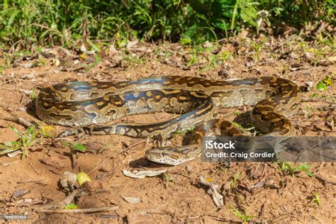 Image result for African Python Florida