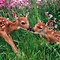 Image result for Baby Bunnies in Spring