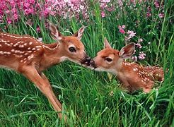 Image result for Spring Baby Animals and Flowers