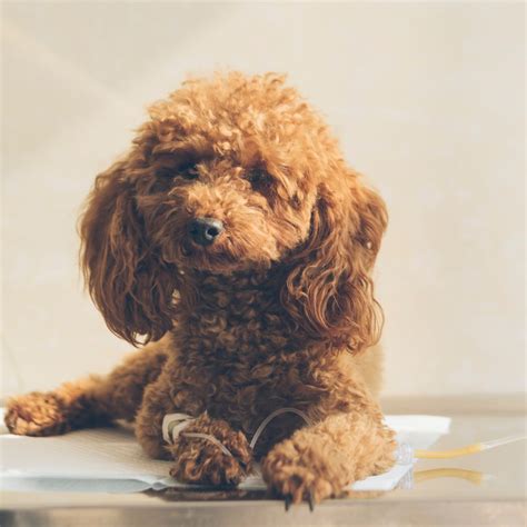 Framingham, MA Veterinary Services | Slade Veterinary Hospital