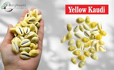 BrijBooti Natural Pili Kaudi - Yellow Kaudi - Yellow Kawri - Kodi ...