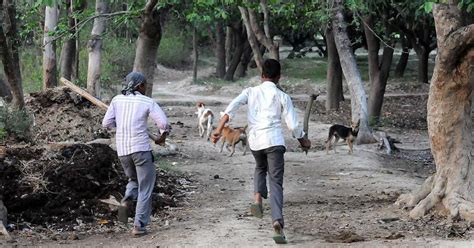 Uttar Pradesh Ghaziabad: Dogs allegedly maul girl to death, ears bitten off