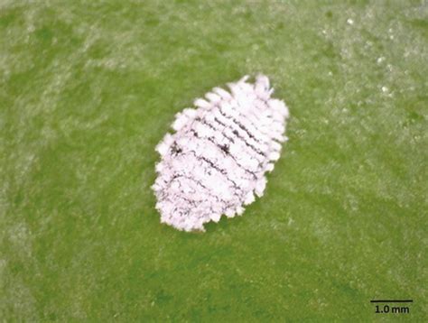 Small White Fuzzy Bugs
